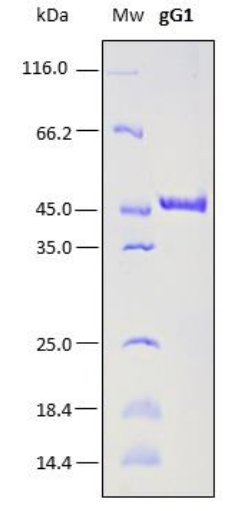 SDS-PAGE analysis (15%) of 2 μL of recombinant gG1. Purity is > 95% as determined by gel electrophoresis.